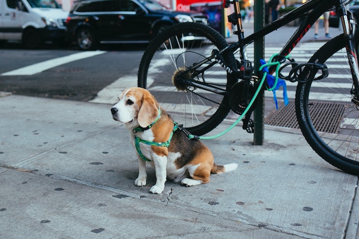 dog tied to post in city
