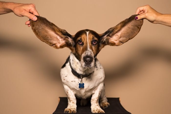 dog with really big ears