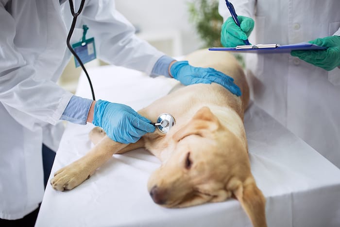 dog being looked at by vet