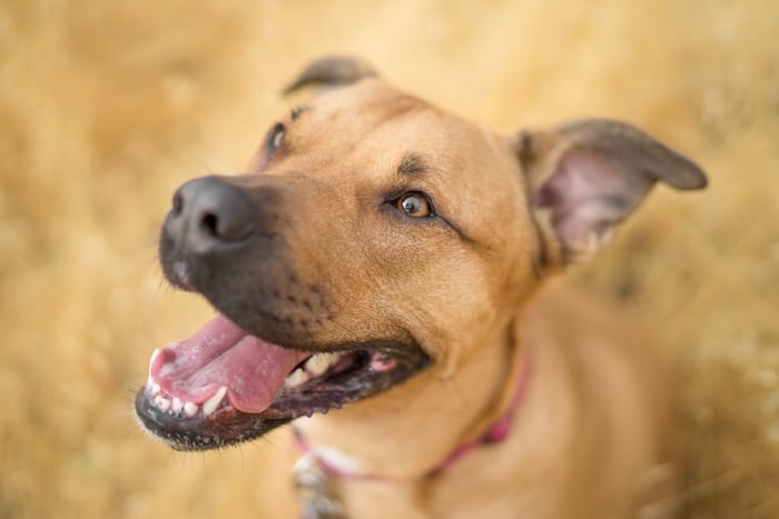 happy dog