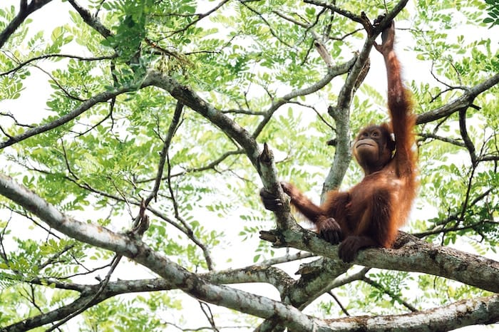 young orangutan in a tree