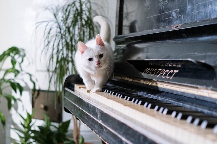 cat on piano