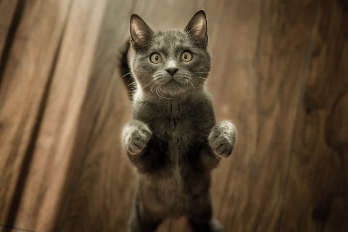 cat standing on back legs