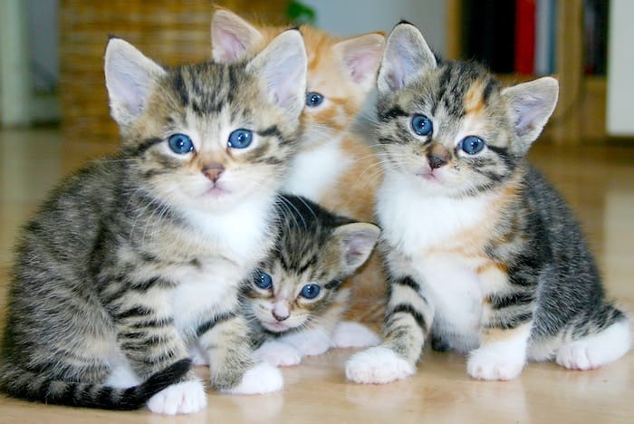 group of kittens looking at camera