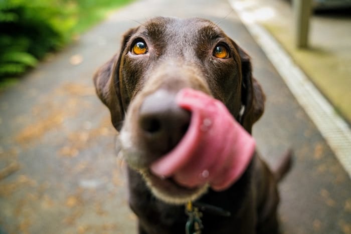 dog with its tongue out