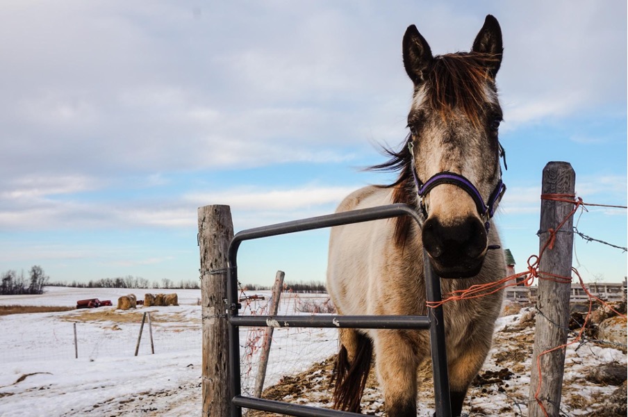 horse in pen