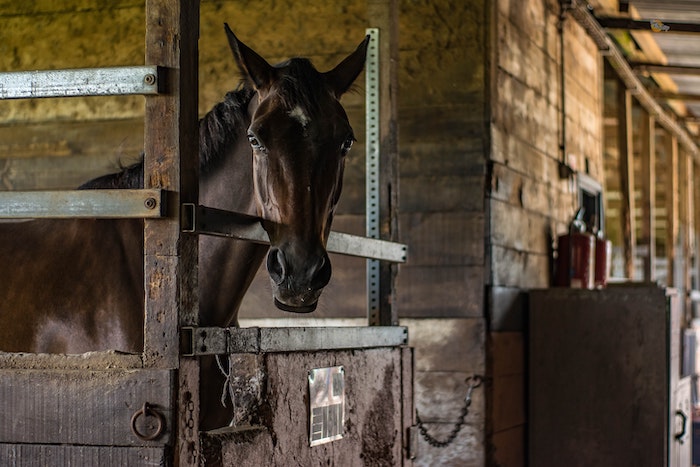 horse in stall