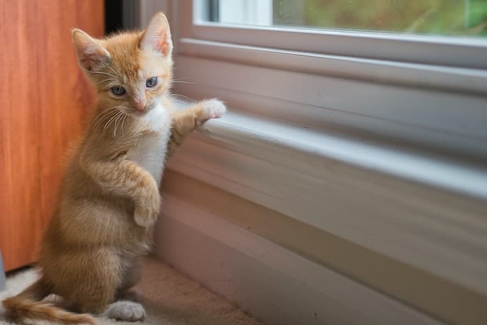 kitty by window