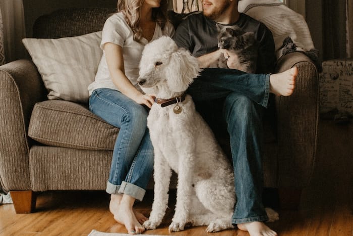 poodle with family