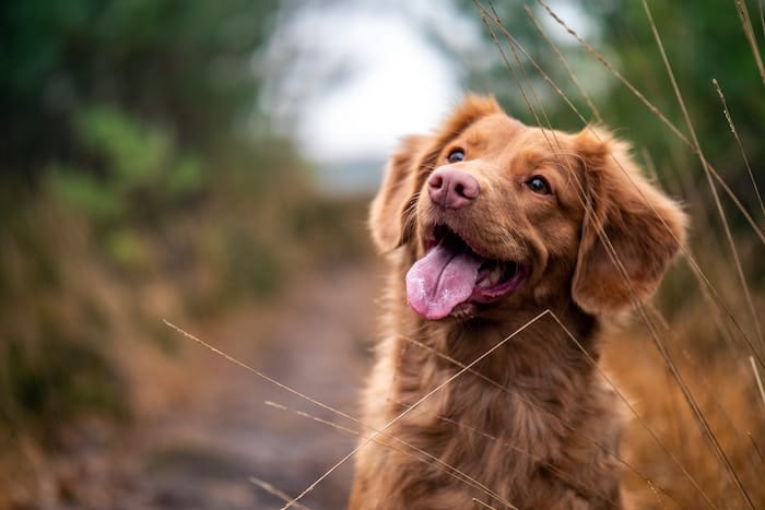 5 Reasons Why Goldendoodle Grooming is Important