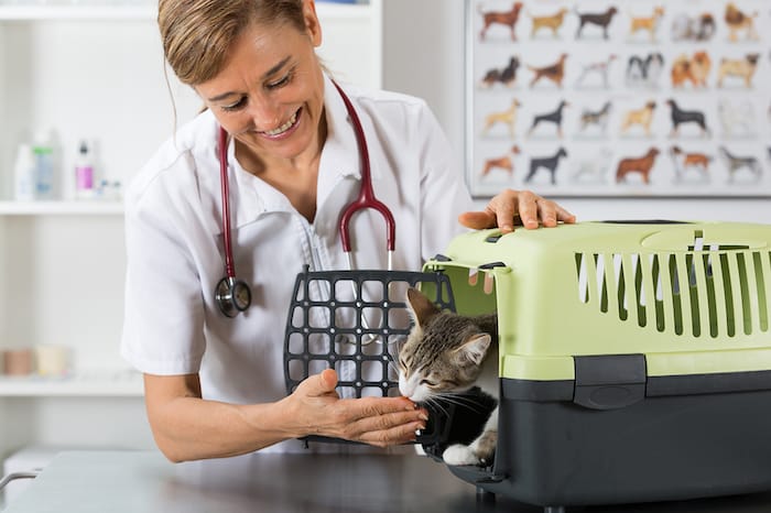 cat at vet