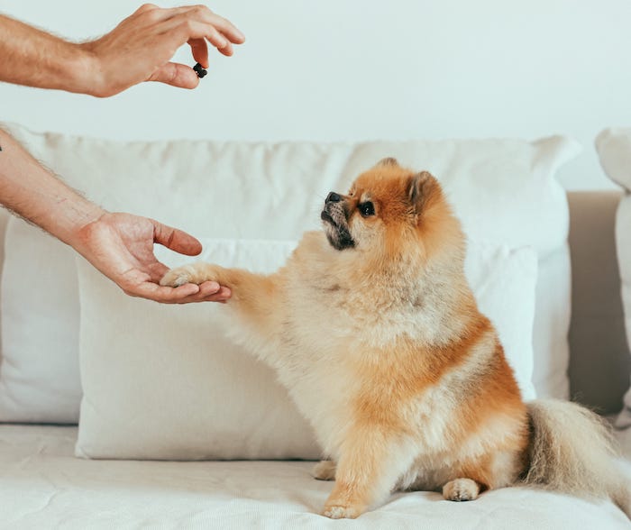 dog getting treat