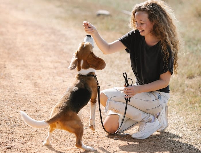 woman giving beagle a treat