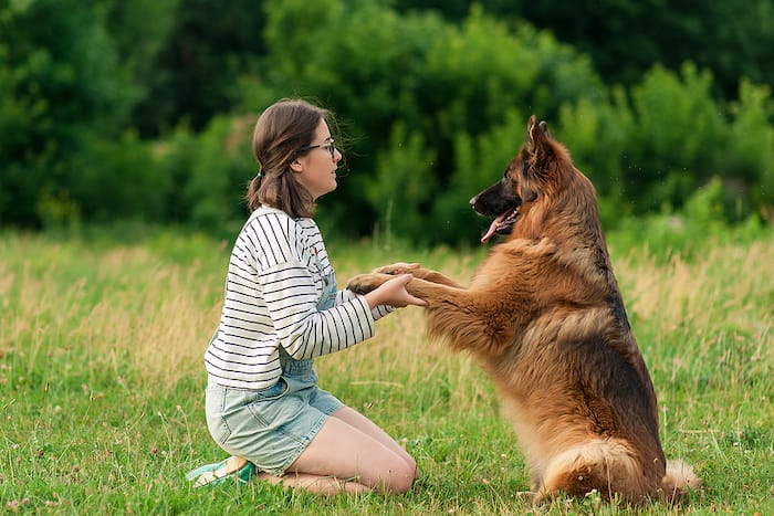 training a dog