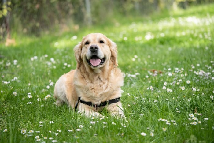 dog sitting in the grass