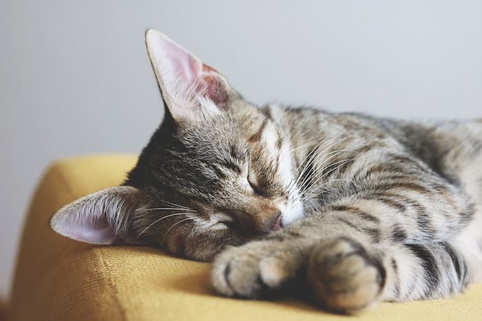 cat napping on a cushion