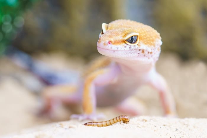 lizard looking at meal worm