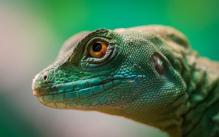 lizard closeup