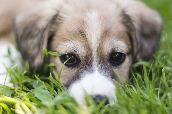 puppy in the grass