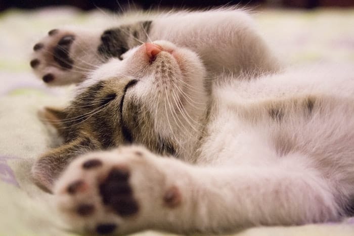 kitten sleeping on back with paws in the air