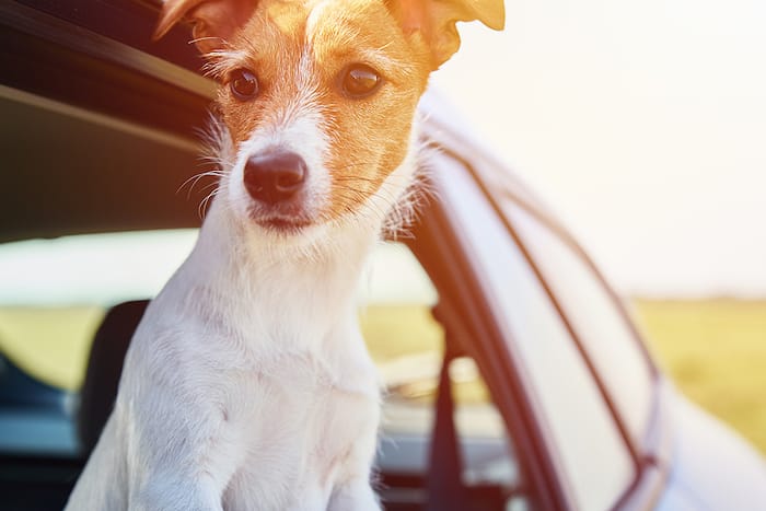 dog with head out of car window