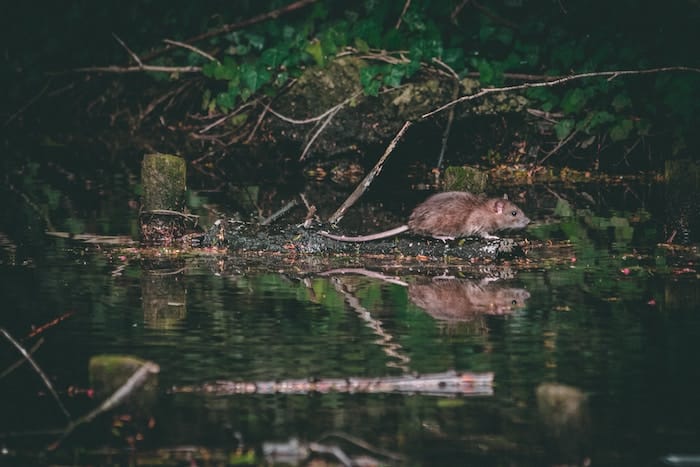 rat in forest