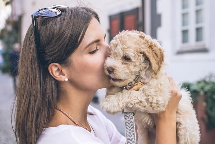 goldendoodle puppy