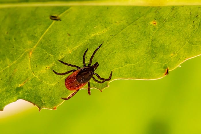 tick on leaf