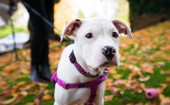 dog on leash