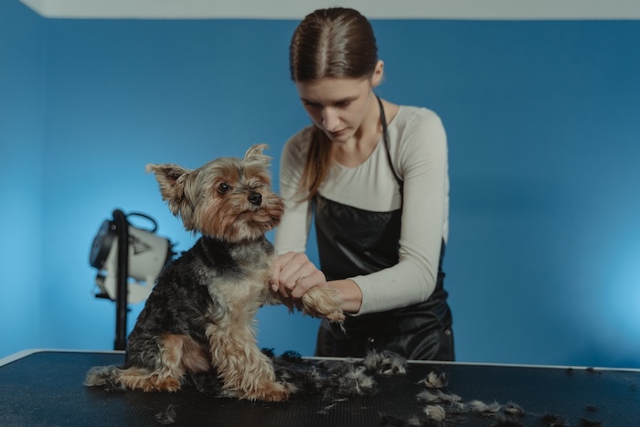 dog groomer