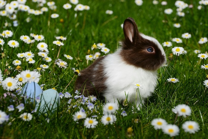 bunny in grass