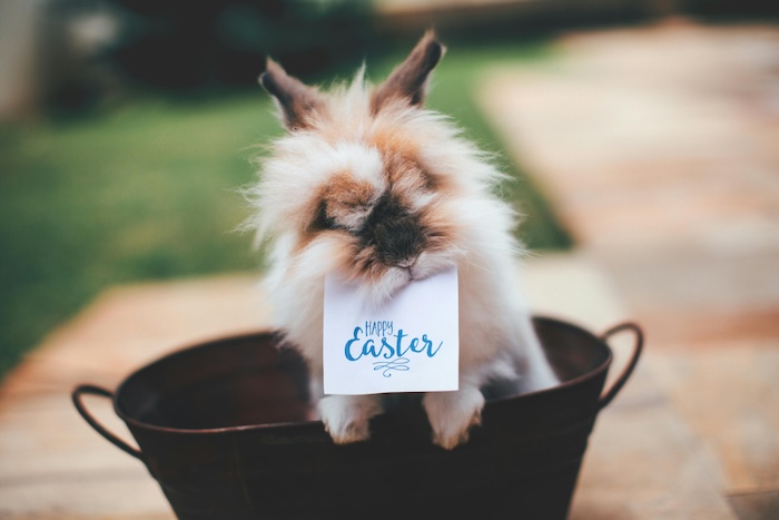 happy easter bunny rabbit