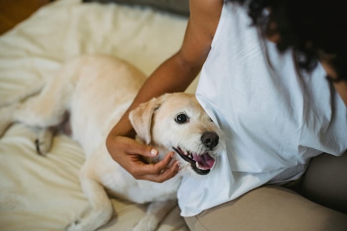 dog being comforted by owner on a bed