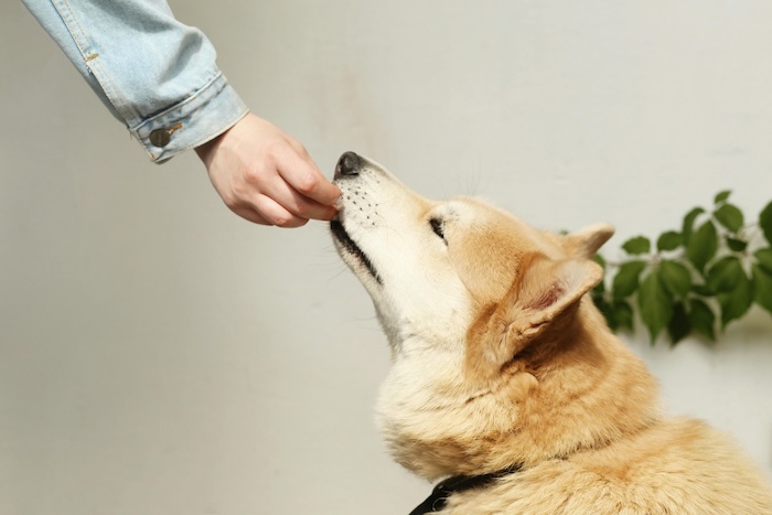 dog being hand fed a treat