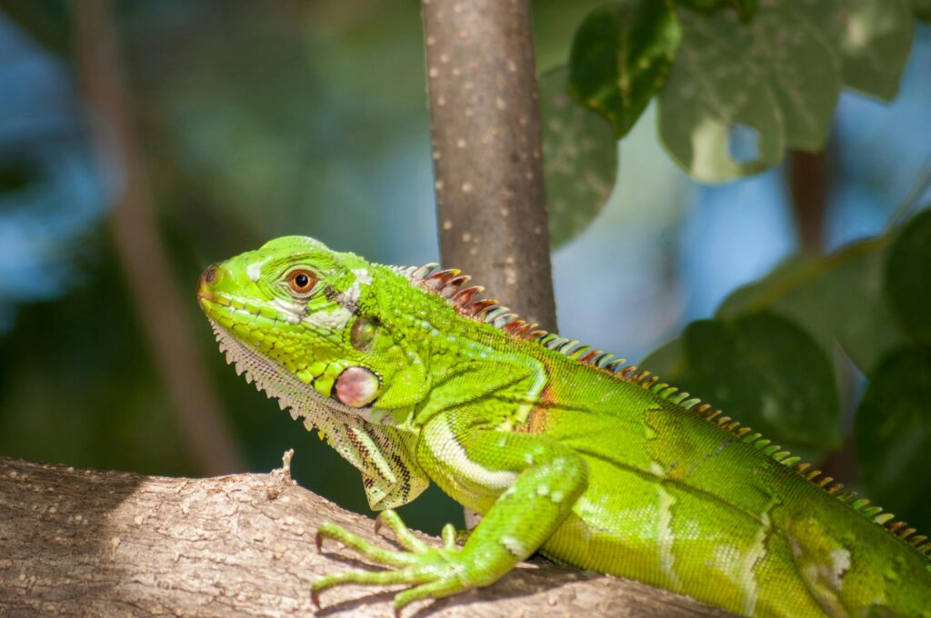 pet iguana